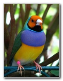 Butterfly-World-Coconut-Creek-FL-138