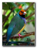 Butterfly-World-Coconut-Creek-FL-139