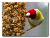 Butterfly-World-Coconut-Creek-FL-142