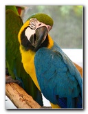 Butterfly-World-Coconut-Creek-FL-145