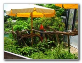 Butterfly-World-Coconut-Creek-FL-146