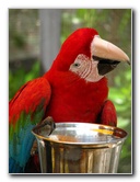 Butterfly-World-Coconut-Creek-FL-147