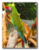 Butterfly-World-Coconut-Creek-FL-148