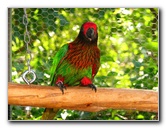 Butterfly-World-Coconut-Creek-FL-151