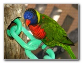Butterfly-World-Coconut-Creek-FL-152