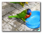 Butterfly-World-Coconut-Creek-FL-153