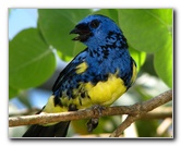 Butterfly-World-Coconut-Creek-FL-154