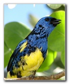 Butterfly-World-Coconut-Creek-FL-155