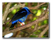 Butterfly-World-Coconut-Creek-FL-156