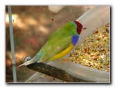 Butterfly-World-Coconut-Creek-FL-158
