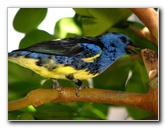 Butterfly-World-Coconut-Creek-FL-159