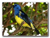 Butterfly-World-Coconut-Creek-FL-160