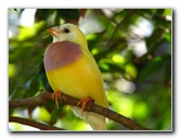 Butterfly-World-Coconut-Creek-FL-161