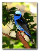 Butterfly-World-Coconut-Creek-FL-162