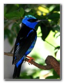 Butterfly-World-Coconut-Creek-FL-163