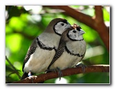Butterfly-World-Coconut-Creek-FL-165