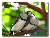 Butterfly-World-Coconut-Creek-FL-166