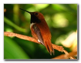 Butterfly-World-Coconut-Creek-FL-170