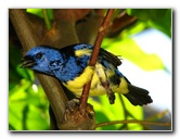 Butterfly-World-Coconut-Creek-FL-171
