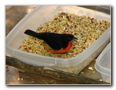 Butterfly-World-Coconut-Creek-FL-173