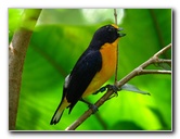 Butterfly-World-Coconut-Creek-FL-175