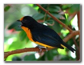 Butterfly-World-Coconut-Creek-FL-176