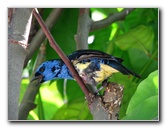 Butterfly-World-Coconut-Creek-FL-178