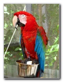 Butterfly-World-Coconut-Creek-FL-182