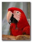 Butterfly-World-Coconut-Creek-FL-183