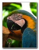 Butterfly-World-Coconut-Creek-FL-184