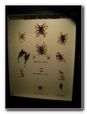 Butterfly-World-Coconut-Creek-FL-185