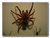 Butterfly-World-Coconut-Creek-FL-186