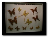 Butterfly-World-Coconut-Creek-FL-190