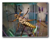 Butterfly-World-Coconut-Creek-FL-193