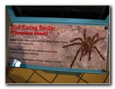 Butterfly-World-Coconut-Creek-FL-195