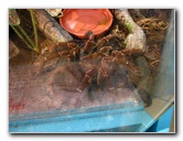 Butterfly-World-Coconut-Creek-FL-196