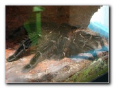 Butterfly-World-Coconut-Creek-FL-197