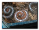 Butterfly-World-Coconut-Creek-FL-198