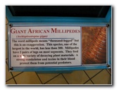 Butterfly-World-Coconut-Creek-FL-199