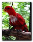 Butterfly-World-Coconut-Creek-FL-202