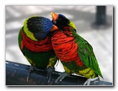 Butterfly-World-Coconut-Creek-FL-203