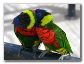 Butterfly-World-Coconut-Creek-FL-204