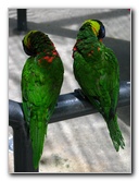 Butterfly-World-Coconut-Creek-FL-205