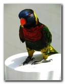 Butterfly-World-Coconut-Creek-FL-206