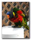 Butterfly-World-Coconut-Creek-FL-207