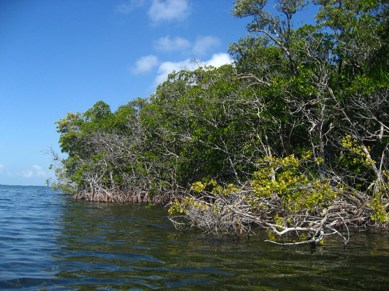 Buttonwood-Sound-Kayaking-Key-Largo-FL-008