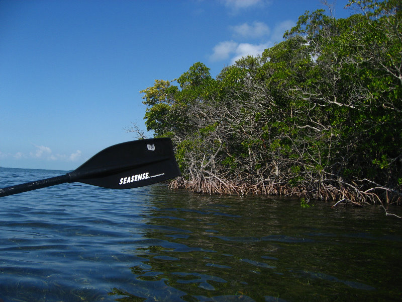 Buttonwood-Sound-Kayaking-Key-Largo-FL-012