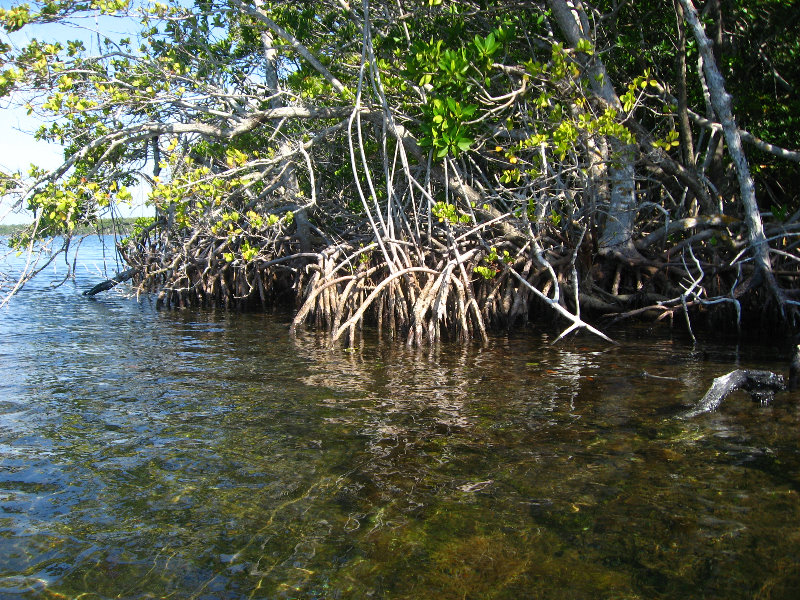 Buttonwood-Sound-Kayaking-Key-Largo-FL-015