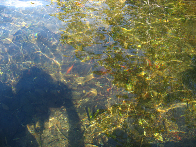 Buttonwood-Sound-Kayaking-Key-Largo-FL-016