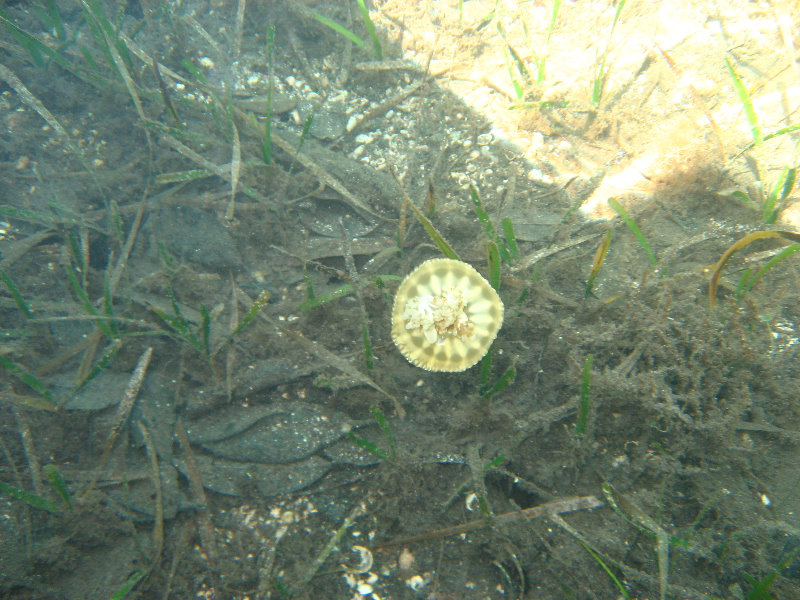 Buttonwood-Sound-Kayaking-Key-Largo-FL-022